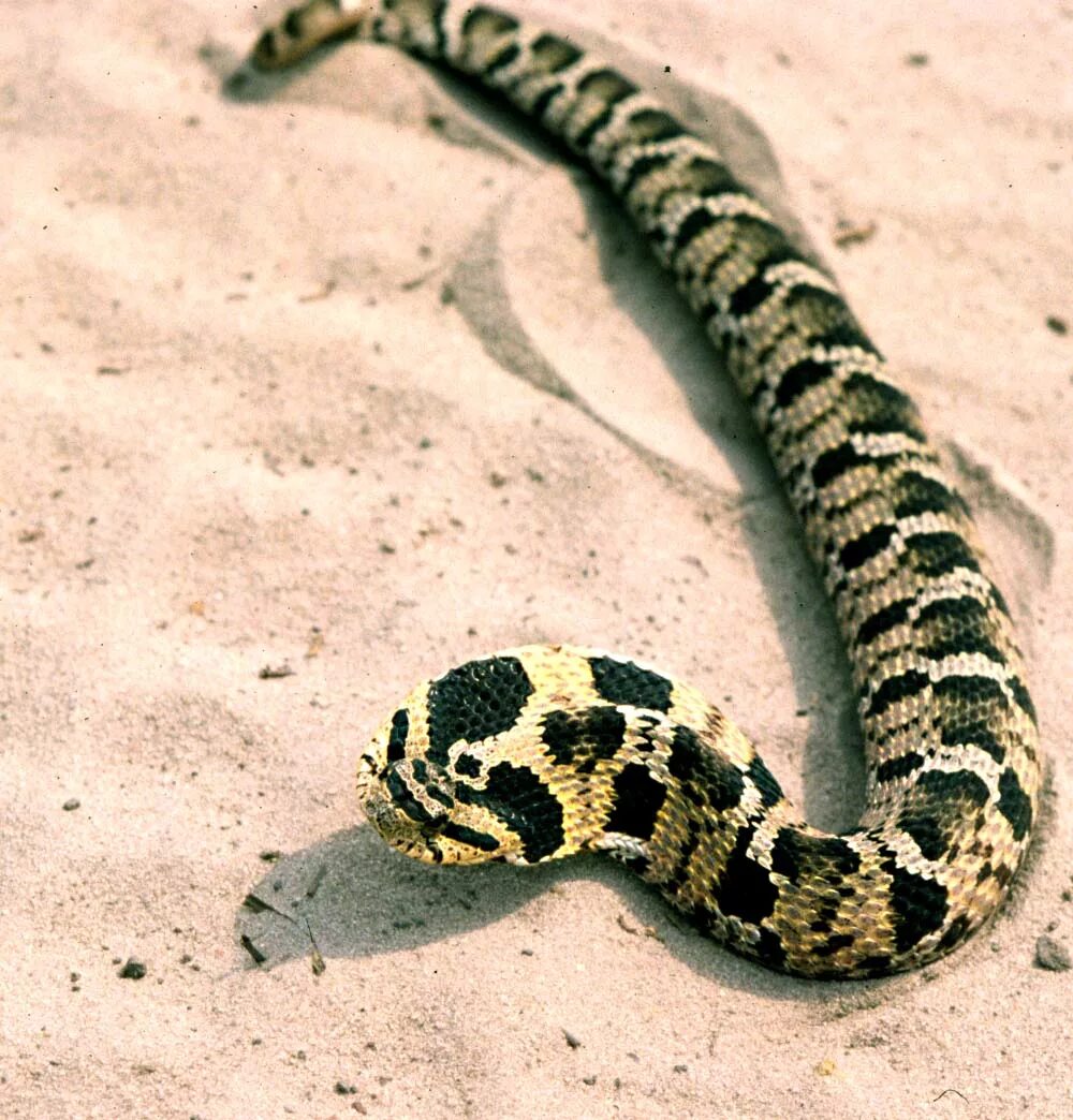 Snakes are dangerous. Heterodon platirhinos. Змеи Грузии Гюрза. Змеи Грузии полоз. Ядовитые змеи Грузии.