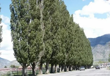 Pioppo albero