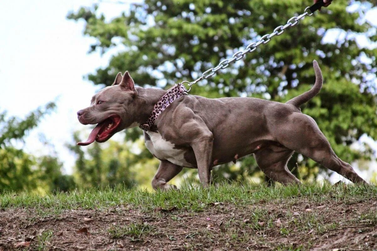 Pit bull terriers виды. Американский питбультерьер. Американскийпитбультырьер. Американскийпетбуль Триеер. Стаффордширский терьер булли.