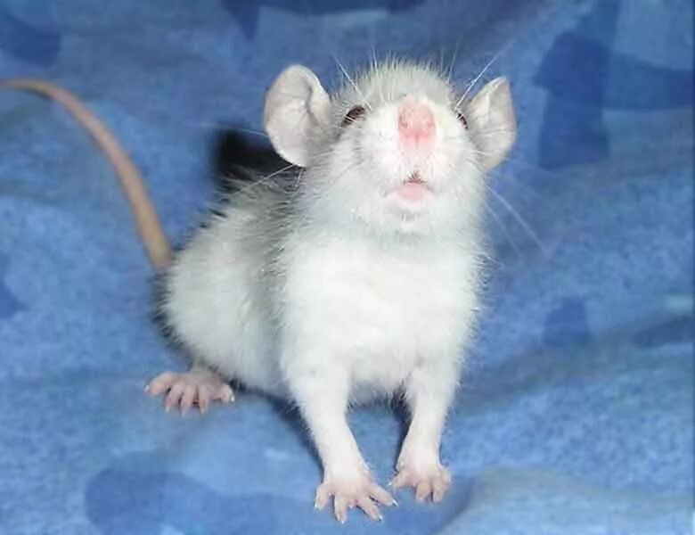 Домашние белые мыши. Ушастые крысы Дамбо. Белая декоративная крыса. Декоративные мыши. Маленькие крысы.