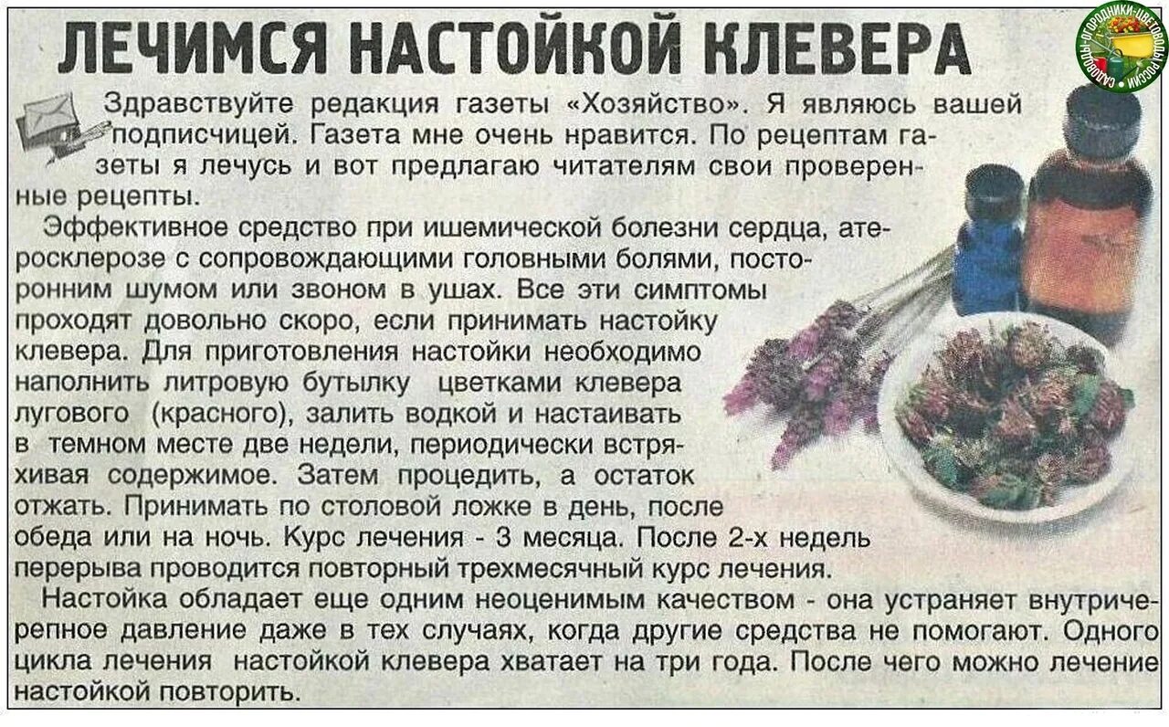 Крапива сгущает кровь. Народные рецепты. Рецепты народной медицины. Экстракт красного клевера настойка. Настойка на клевере рецепт.