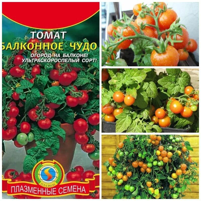 Балконное чудо описание сорта. Сорт помидор балконное чудо. томат балконное чудо желтое семко. томат балконное чудо гавриш. сембат томат балконное чудо.