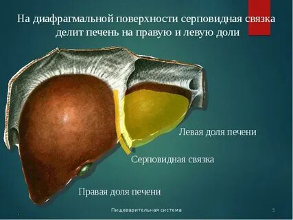 Доли и связки печени
