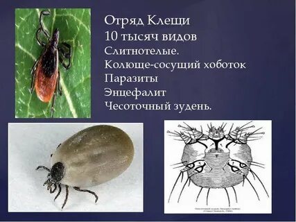 Клещи систематика