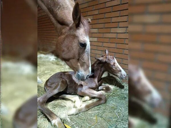 Копыта новорожденного жеребенка. Копыта новорожденных жеребят. Новорожденные жеребята. Новорожденный жеребенок.