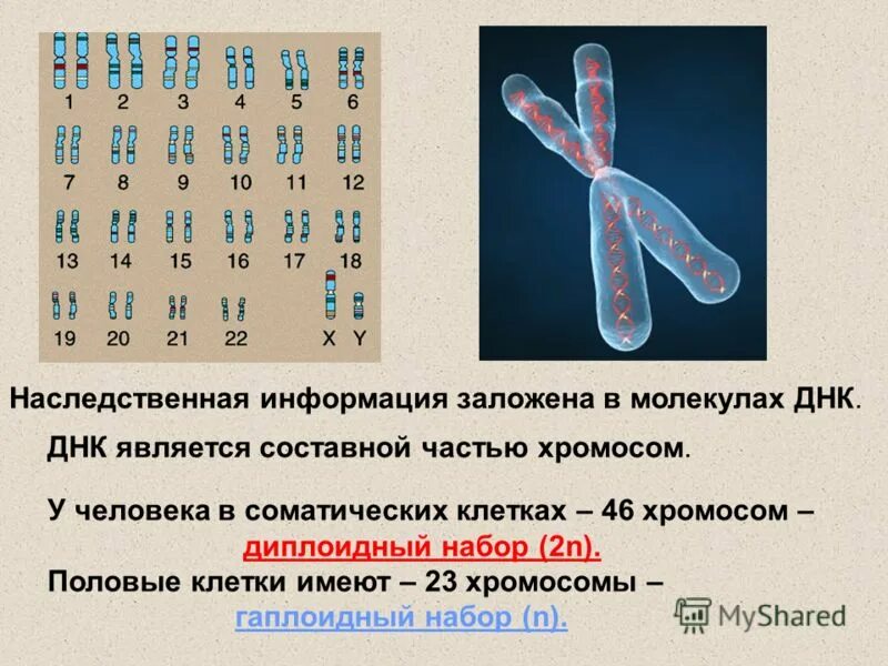 В половых клетках человека содержится сколько хромосом