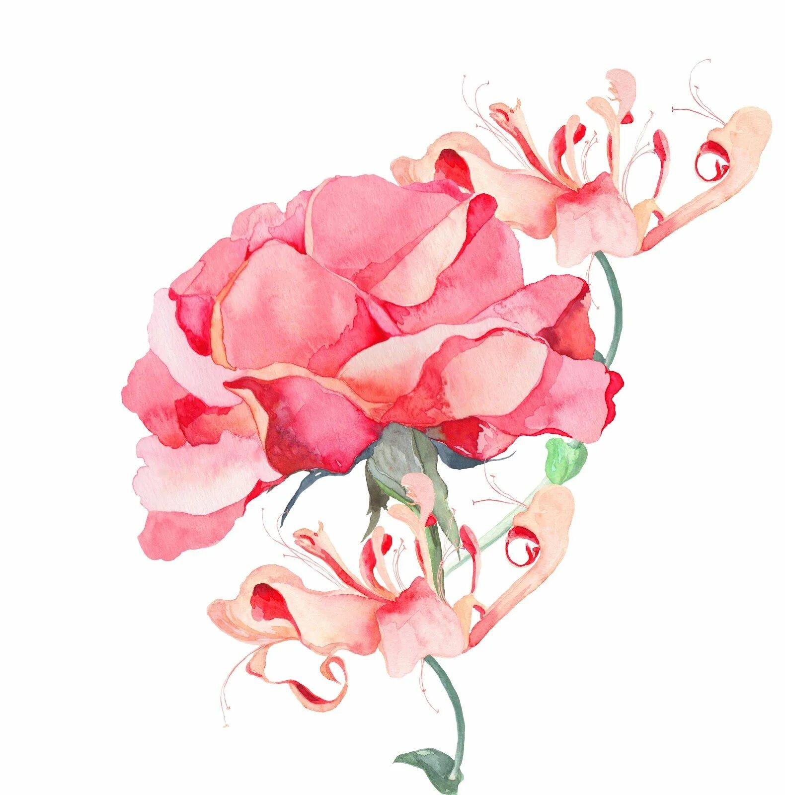 Акварельный контур. Прозрачные Акварельные цветы. Розовые Акварельные цветы. Прозрачные цветы акварелью. Цветы акварель на белом фоне.