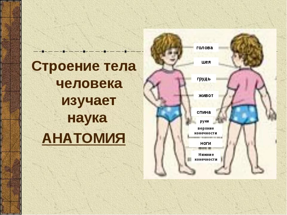 Строение тела человека. Строение человека части тела. Строение человека внешнее строение. Части тела человека окружающий мир. Тест строение человека 3 класс перспектива