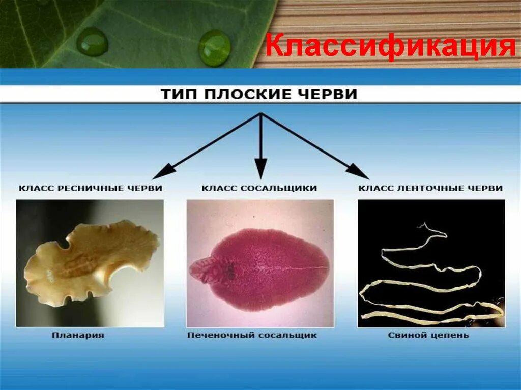 Тест тип черви. Ресничные черви сосальщики ленточные черви. Тип плоские черви 7 класс биология. Типы плоских червей 7 класс. Тип плоские черви класс.