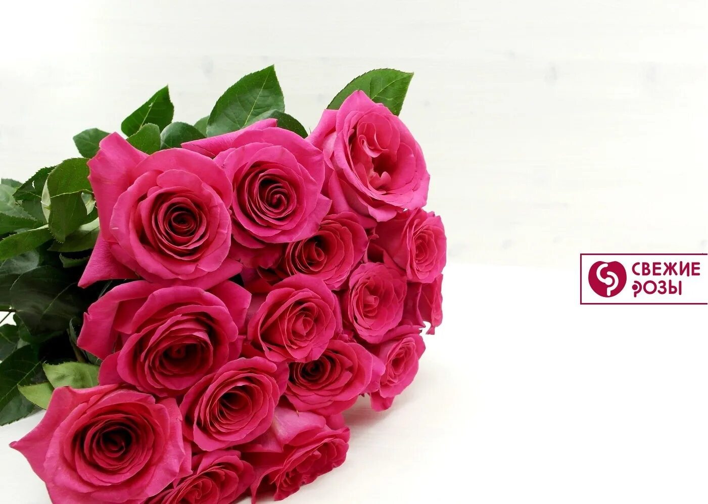 роза "пинк флойд". роза "пинк флойд". малиновые розы. сорт роз пинк флойд. яркие розовые розы.