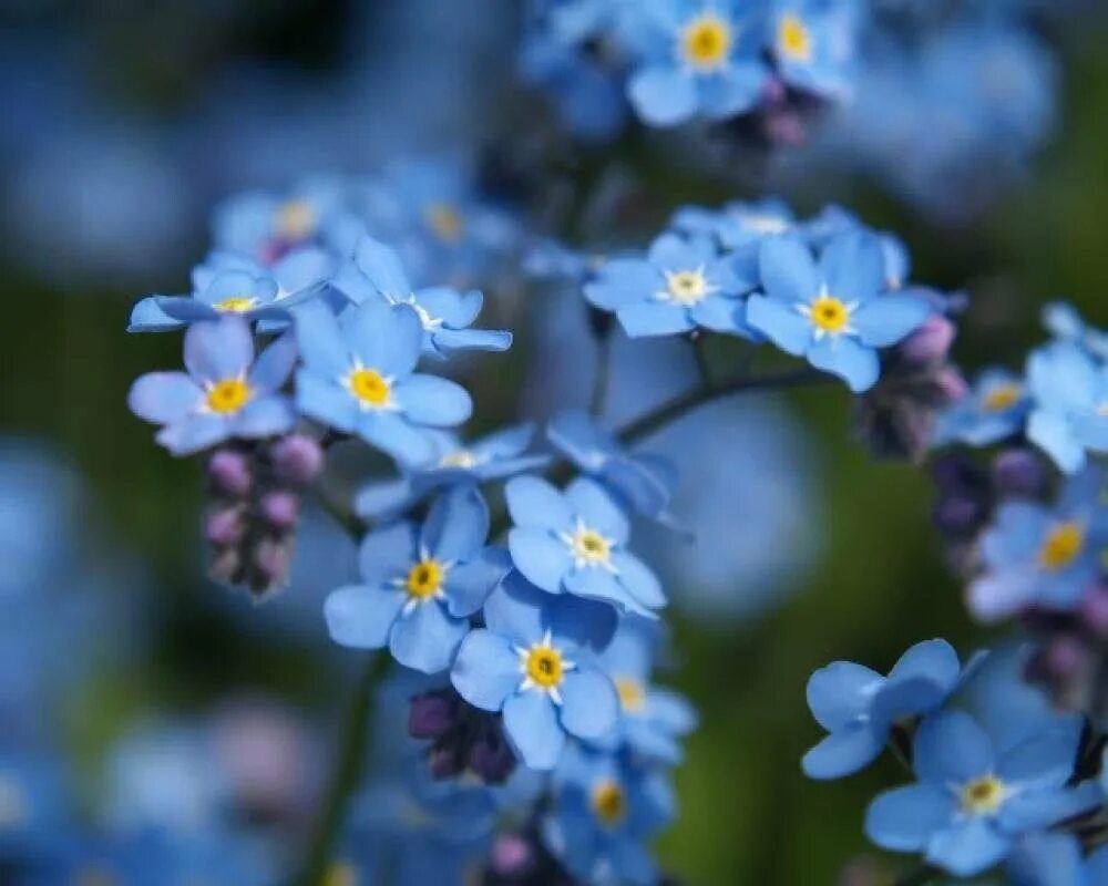 Мелкие цветы голубого цвета. Незабудка Садовая голубая. Незабудка крупноцветковая. Голубые цветы незабудки. Незабудка Myosotis Myomark.