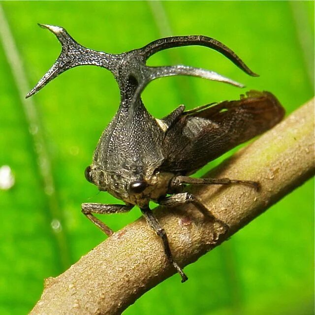 Жук Горбатка бразильская. Бразильская Горбатка (Bocydium globulare). Горбатка treehopper. Жук Горбатка рогатая.