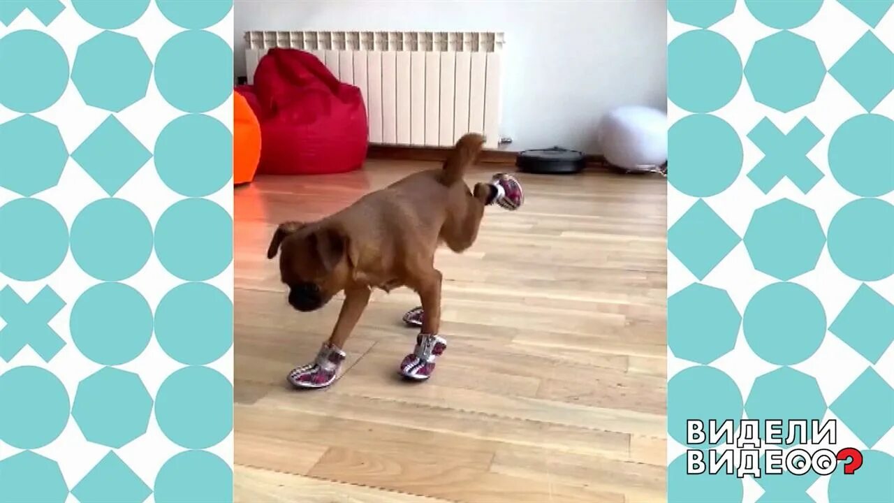 Видели видео. Видели видео собака. Видели видео 1 канал сегодняшний выпуск. Видели видео. Видели видео собака.