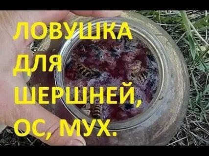 Осы приманки