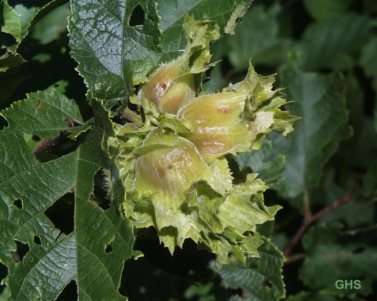 Как цветет фундук фото. Лещина древовидная Медвежий орех. Corylus Americana. Лещина американская. Corylus colurna лещина древовидная.