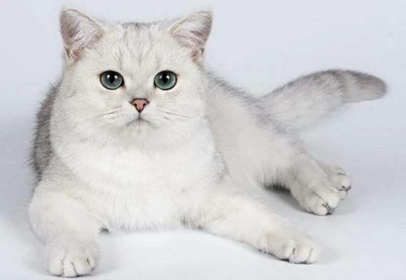 Британец золотистая шиншилла. Бурмилла шиншилла. Британская тикированная шиншилла. Британская золотая шиншилла. Британец золотая шиншилла.