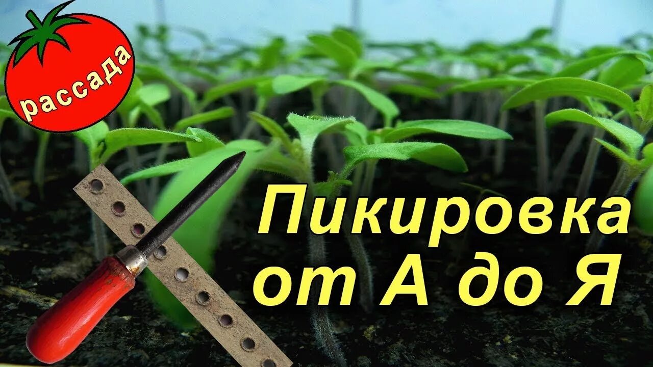 Пикировать рассаду помидор по лунному календарю. Пикирование томатов. Как пикировать томаты. Что такое пикировка рассады помидоров. Как правильно пикировать помидоры.