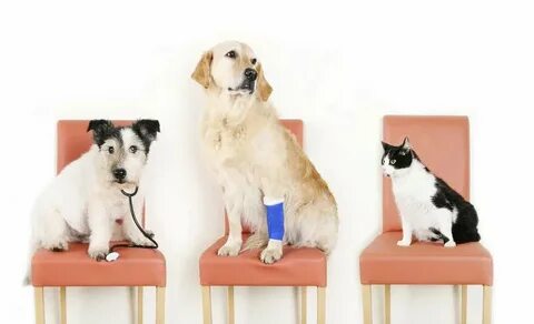 Pet partners