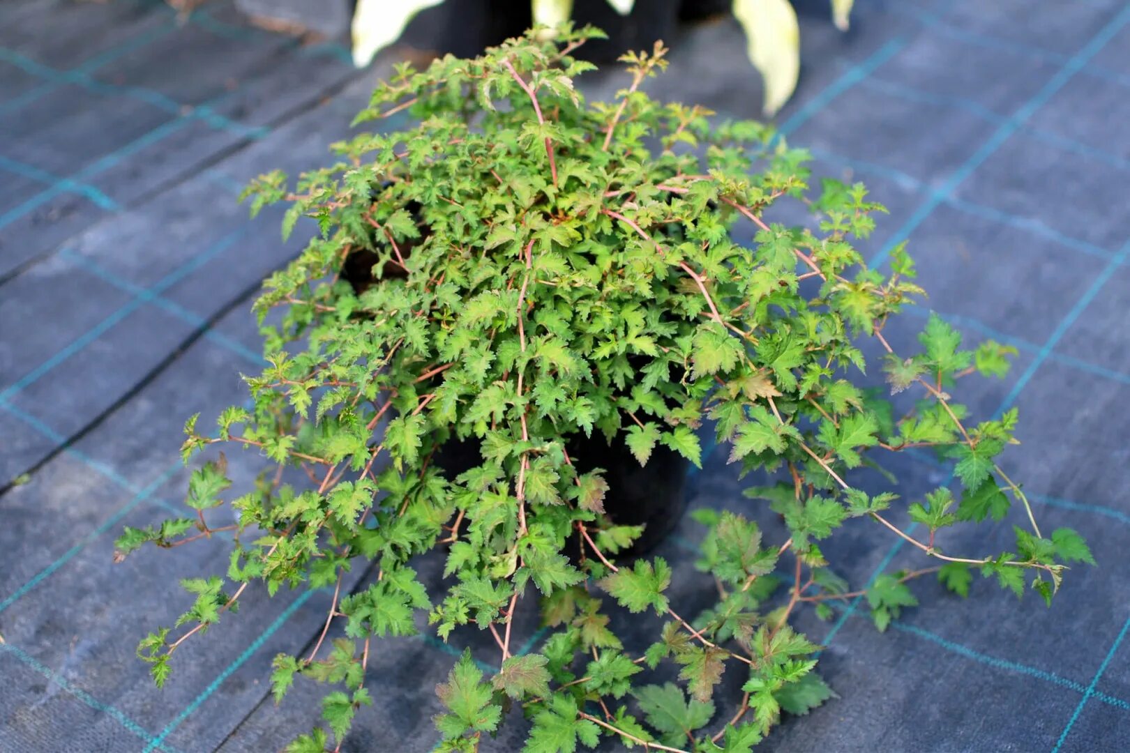 Стефанандра надрезаннолистная. Стефанандра надрезаннолистная crispa. Стефанандра. Кустарник стефанандра надрезаннолистная. Спирея стефанандра.