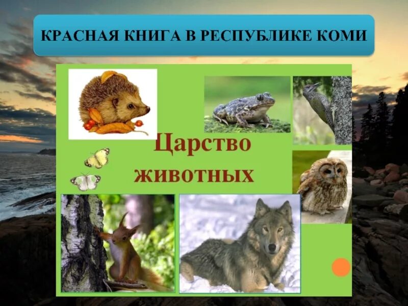 Красная книга республики коми животных. Красная книга коми растения. Птицы республики коми из красной книги. Животные красной книги республики коми. Животное из красной книги республики коми.