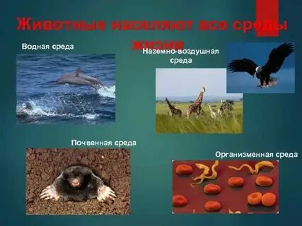 Нарисовать наземно воздушную среду обитания