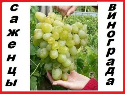 Саженцы винограда почтой наложенным