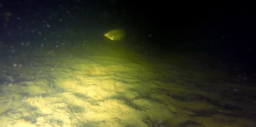 Видео подо. Видео подо. Рыба подо льдом. Подводные съемки окуня. Рыба подо льдом.