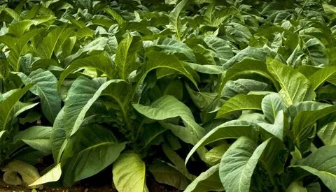Virginia tobacco