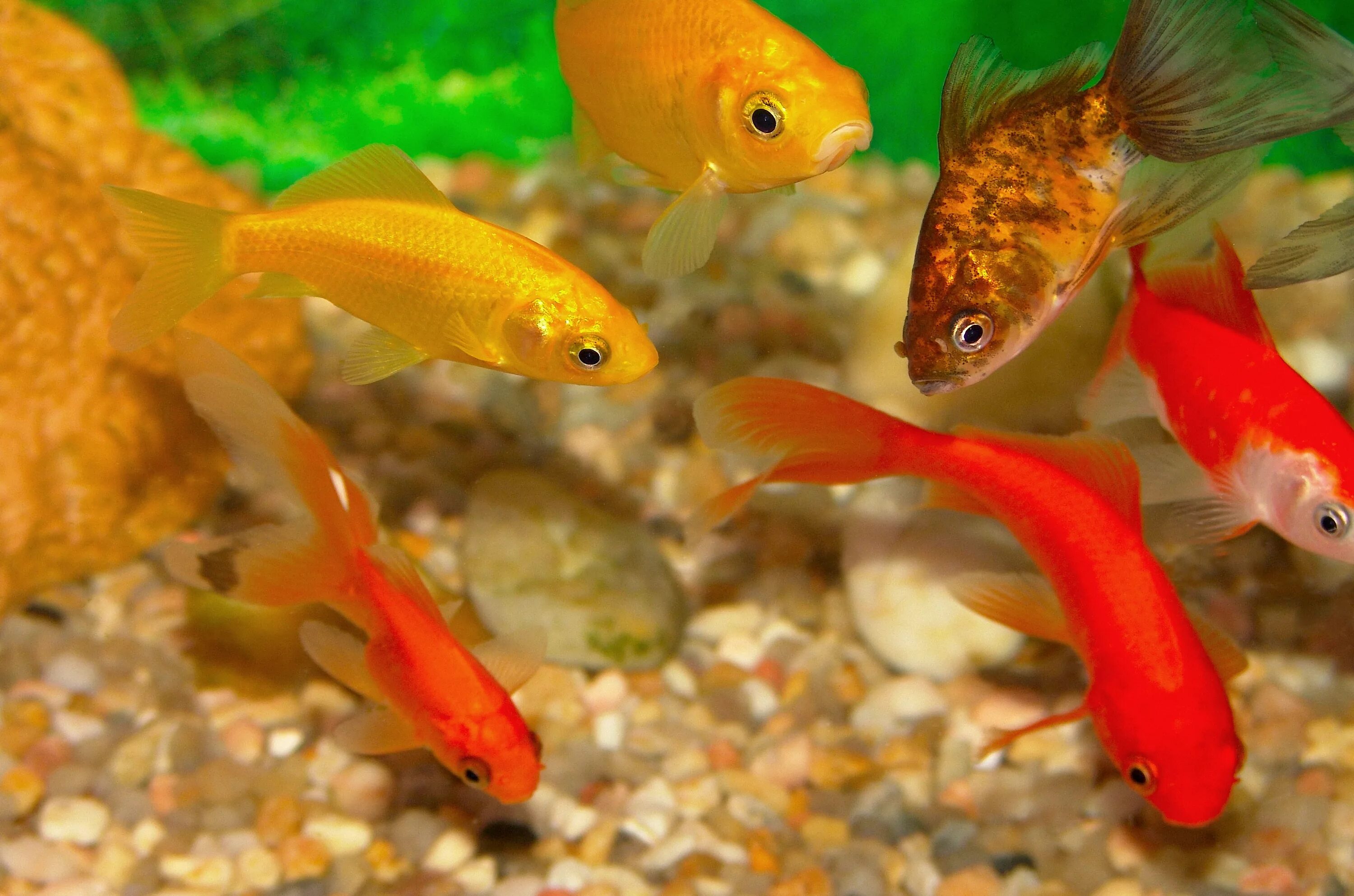 Какие рыбки едят. Домашние рыбки. Рыбки для аквариума. Золотая рыбка. Аквариумные рыбки в аквариуме.