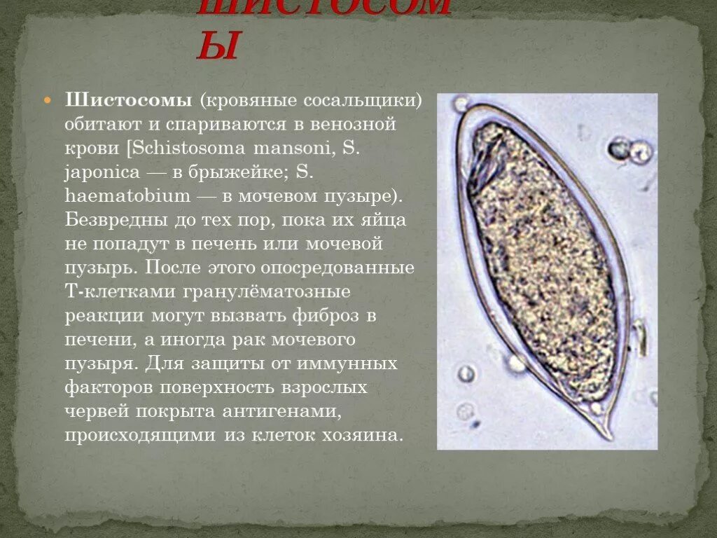 Систематика сосальщиков. Шистосома Мансони. Яйцо шистосомы Мансони. Шистосома haematobium яйцо. Яйцо кишечной шистосомы.