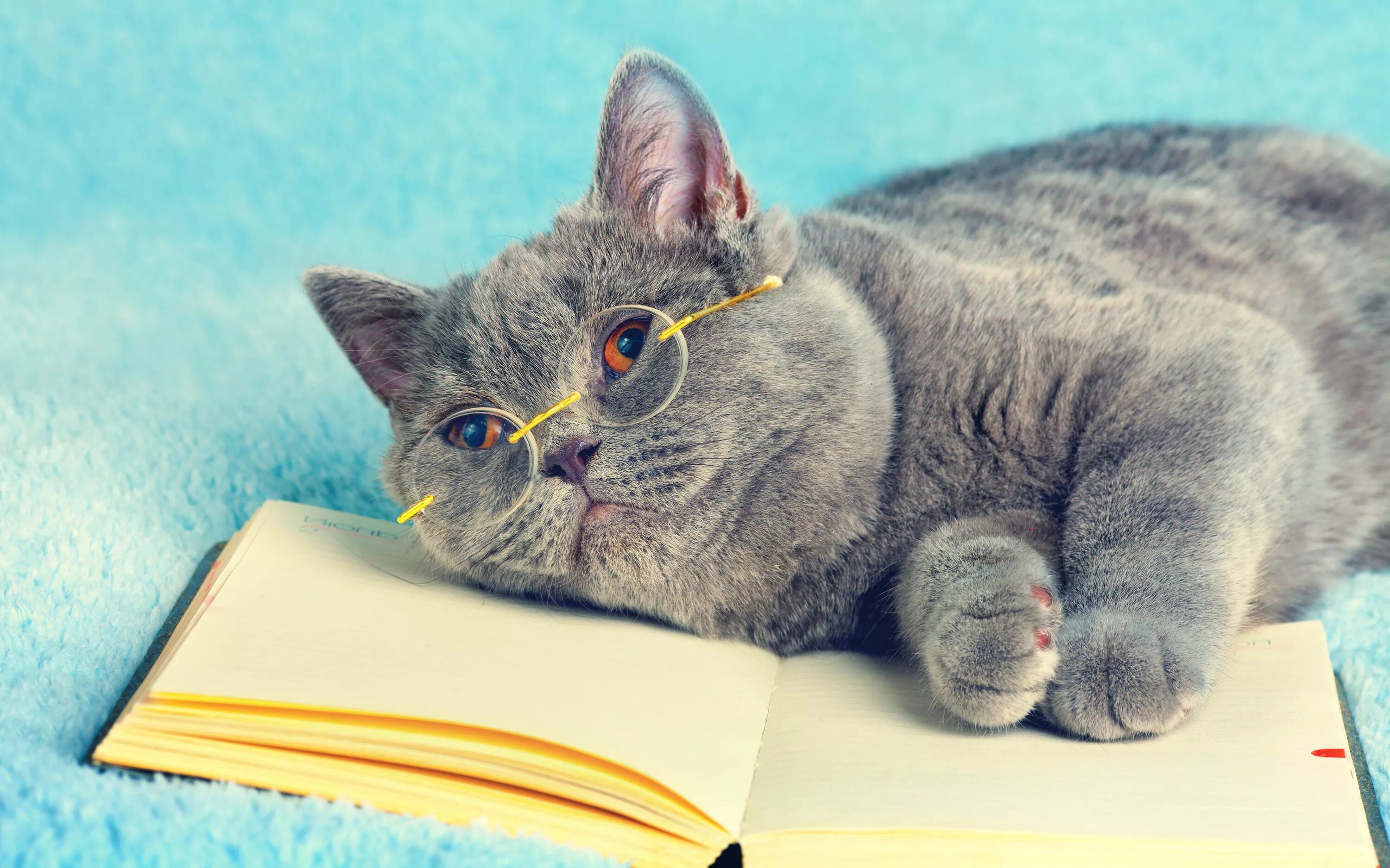 Умная кошка. Умная кошечка. Умные коты. Котенок с книгой. Умный кот.