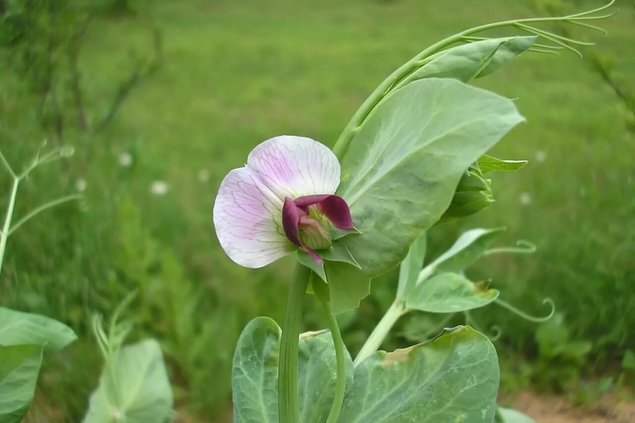 Pisum sativum - горох посевной. Цветение гороха посевного. Горошек обыкновенный растение. Цветы зеленого горошка.