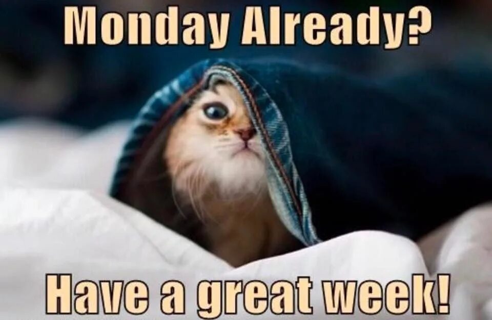 Cool have a look. Have a good monday картинки. have a great monday. have a nice monday картинки. good morning have a great week.