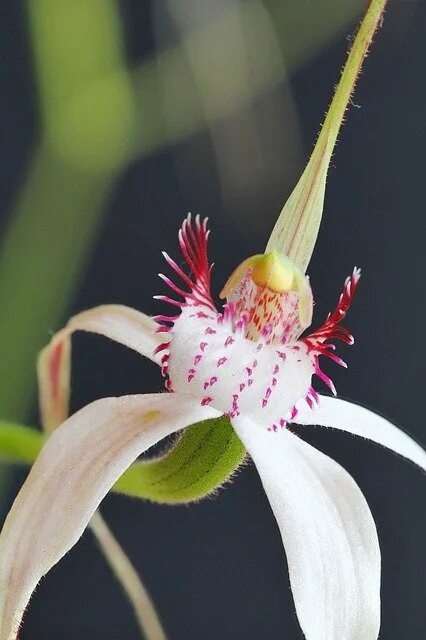 Image result for spider orchid Orkidé