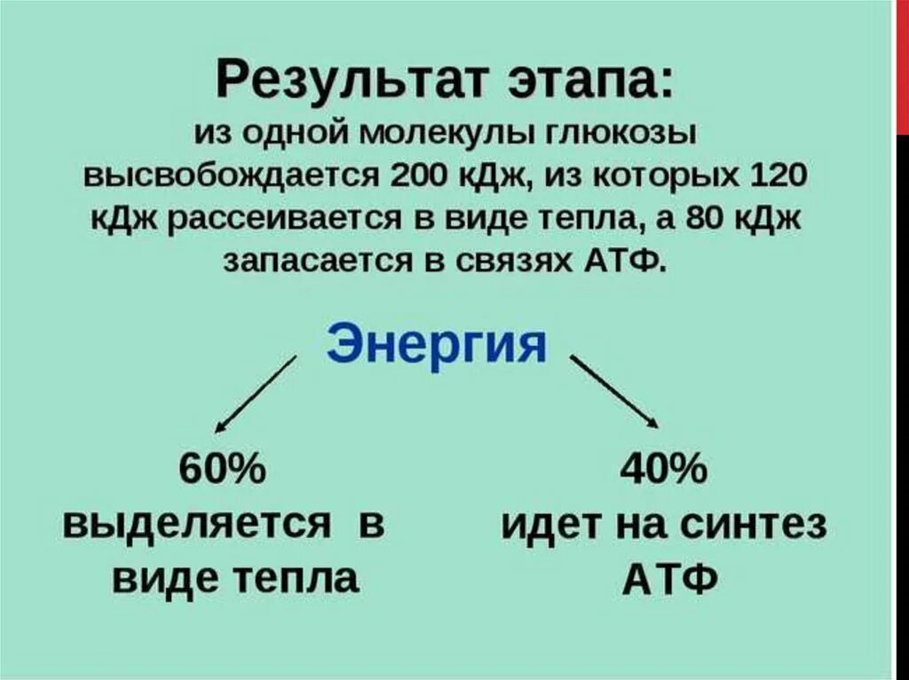 Запас энергии атф. Результат этапа. Энергия запасается в виде АТФ. АТФ В килоджоулях. Энергия АРФ В виде тепла.