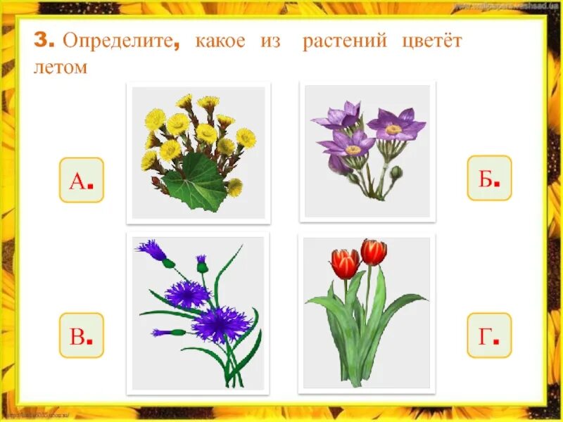 Растения летом 2 класс окружающий мир. Цветы окружающий мир 2 класс. летние растения окружающий мир 2 класс. цветущие растения окружающий мир 2 класс. какие растения цветут летом 2 класс.