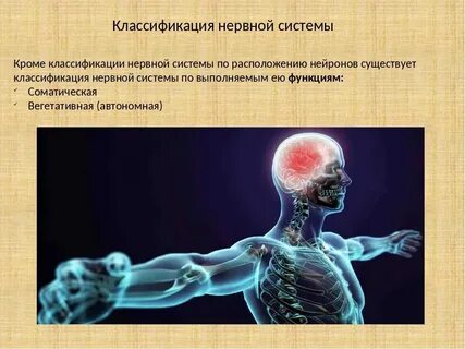 Цнс в биологии