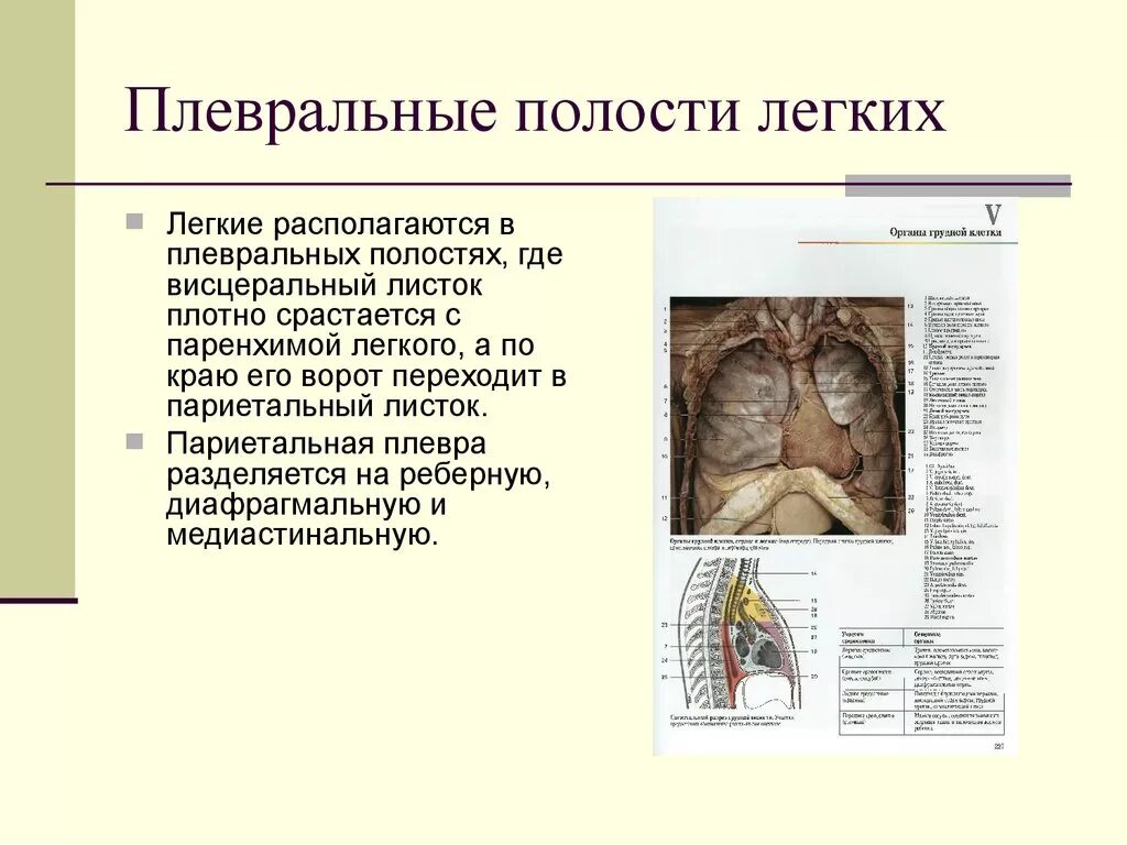 Плевральная полость образована. Плевральная полость. Плевральная полость легких. Строение плевры и плевральной полости. Где находится плевральная полость.