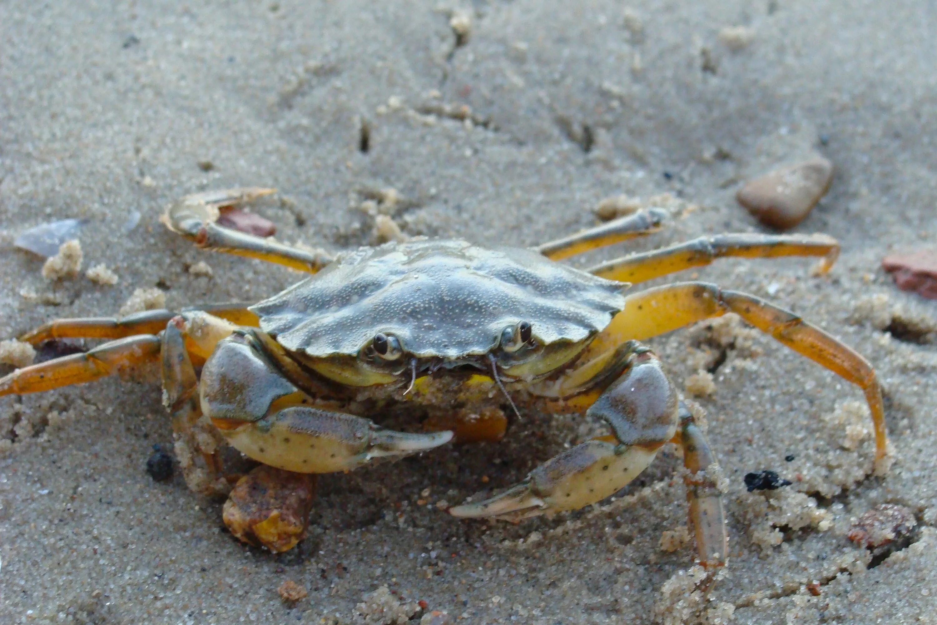 Краб плоский. Carcinus Maenas. Краб травянка Черноморский. Краб Carcinus Maenas. Травяной краб черного моря.