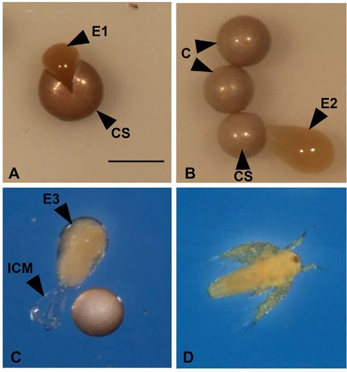 Вылупление артемий. Вылупление артемии. Цисты науплии артемии. Яйца артемии под микроскопом. Артемия салина яйца.