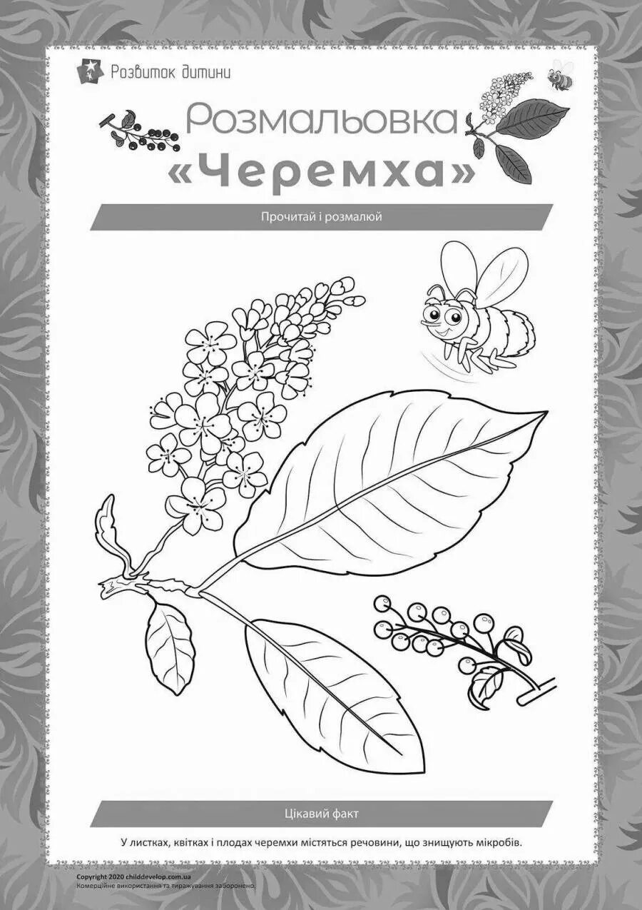 Черемухи цвет брусникины рассказы глава 7. Черемуха раскраска. веточка черемухи раскраска. ветка черемухи раскраска для детей. черемуха для раскрашивания детям.