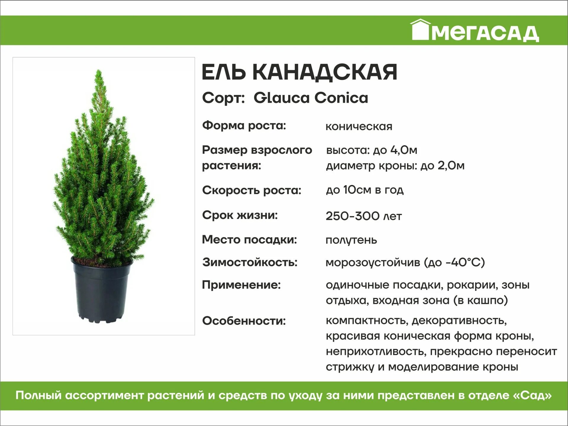 Ель канадская conica. Ель сизая conica. Ель коника описание размеры морозостойкость. Ель глаука коника описание размеры. Ель канадская (сорт 'golden peak').