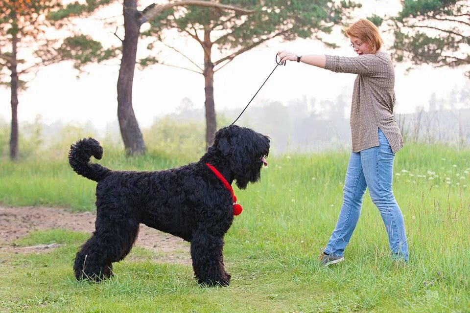 доберман 4k. пятнистый дог. дог стайл жёстел. доберман аристократ. немецкий дог иркутск.