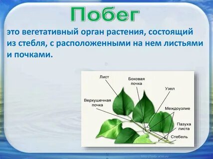Стебель относится к вегетативным органам