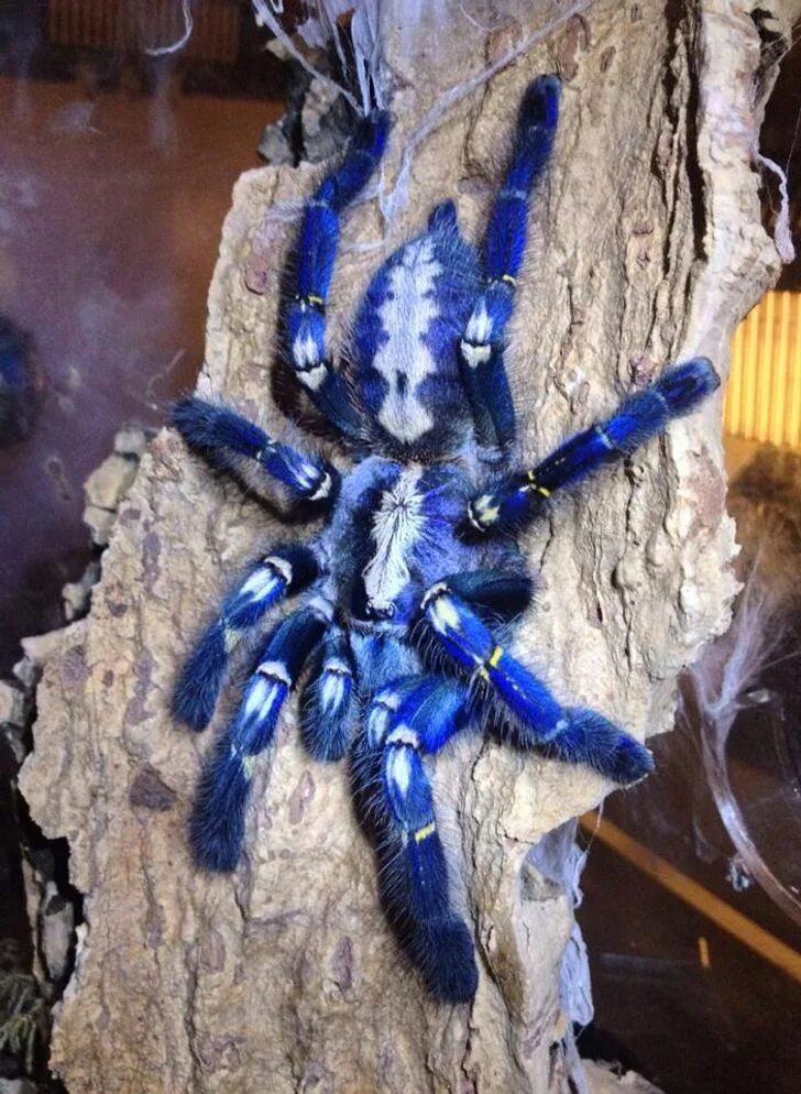 Poecilotheria metallica, the Sapphire Gooty Ornamental Spider. A stunning arbore