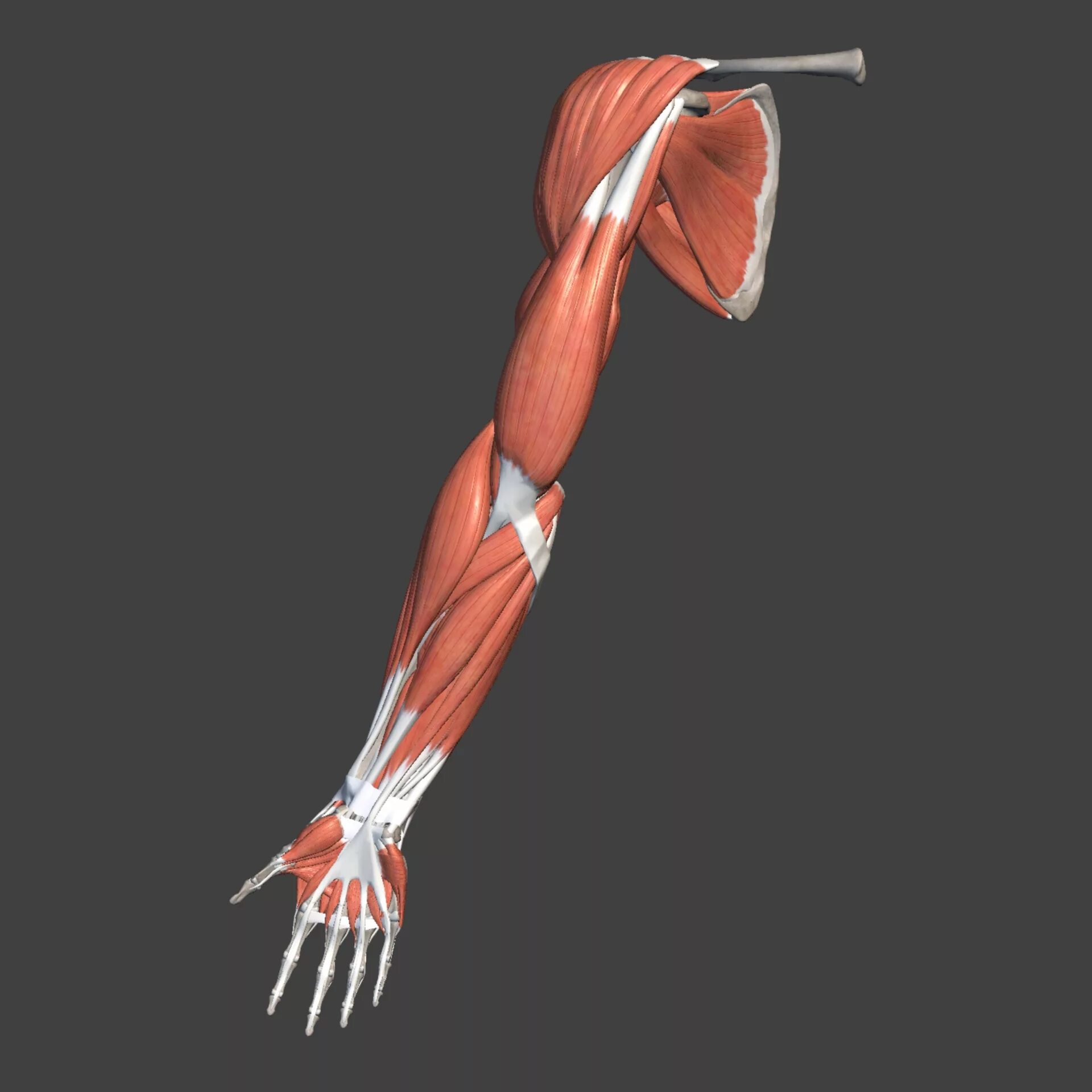 Двуглавая мышца плеча мышцы верхней конечности. Мышцы свободной верхней конечности анатомия. Мышцы верхней конечности анатомия планшетки. Мышцы руки анатомия.