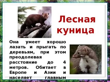 Где обитает куница