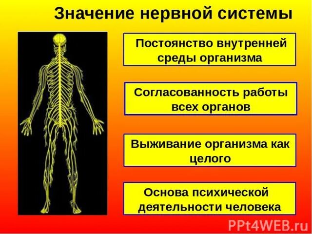 Значение нервной системы для организма. Значение нервной системы для организма. Знаен енервной системы. Значение нервной системы для организма. Знаен енервной системы.