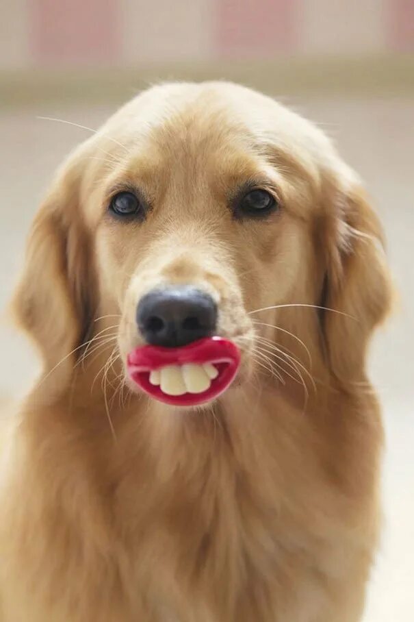 Золотистый ретривер улыбака. Веселые собачки. Смешные собаки. Очень красивые собаки.