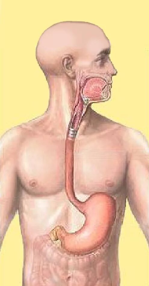 Через пищевод. Желудок человека расположение. Желудок анатомия расположение. Анатомическое расположение пищевода и желудка.